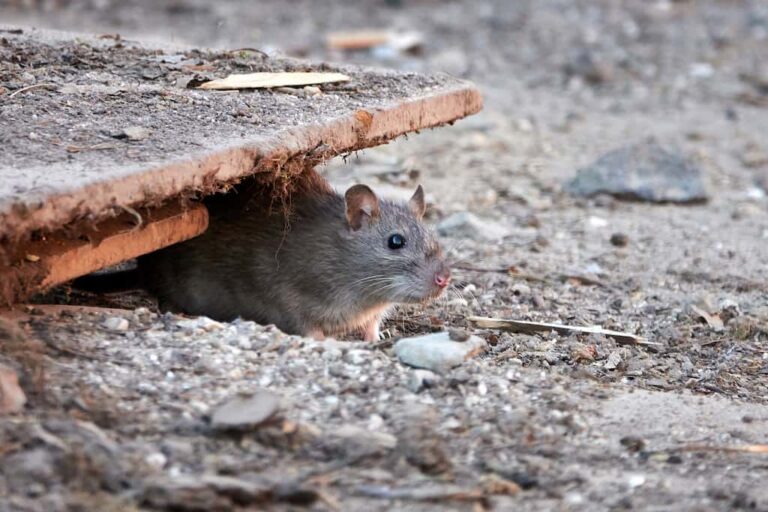 Ratten im Haus &amp; Garten Tipps zur Rattenbekämpfung