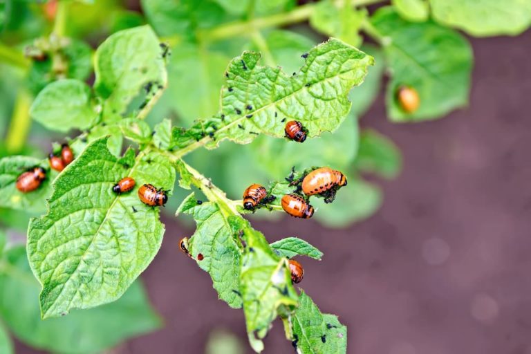 Kartoffelkäfer im Garten erkennen & bekämpfen Kartoffelkäfer im Garten erkennen & bekämpfen