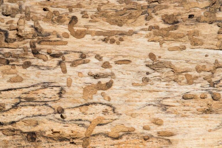 Holzwürmer erkennen Holzwurmbefall bekämpfen So geht's!