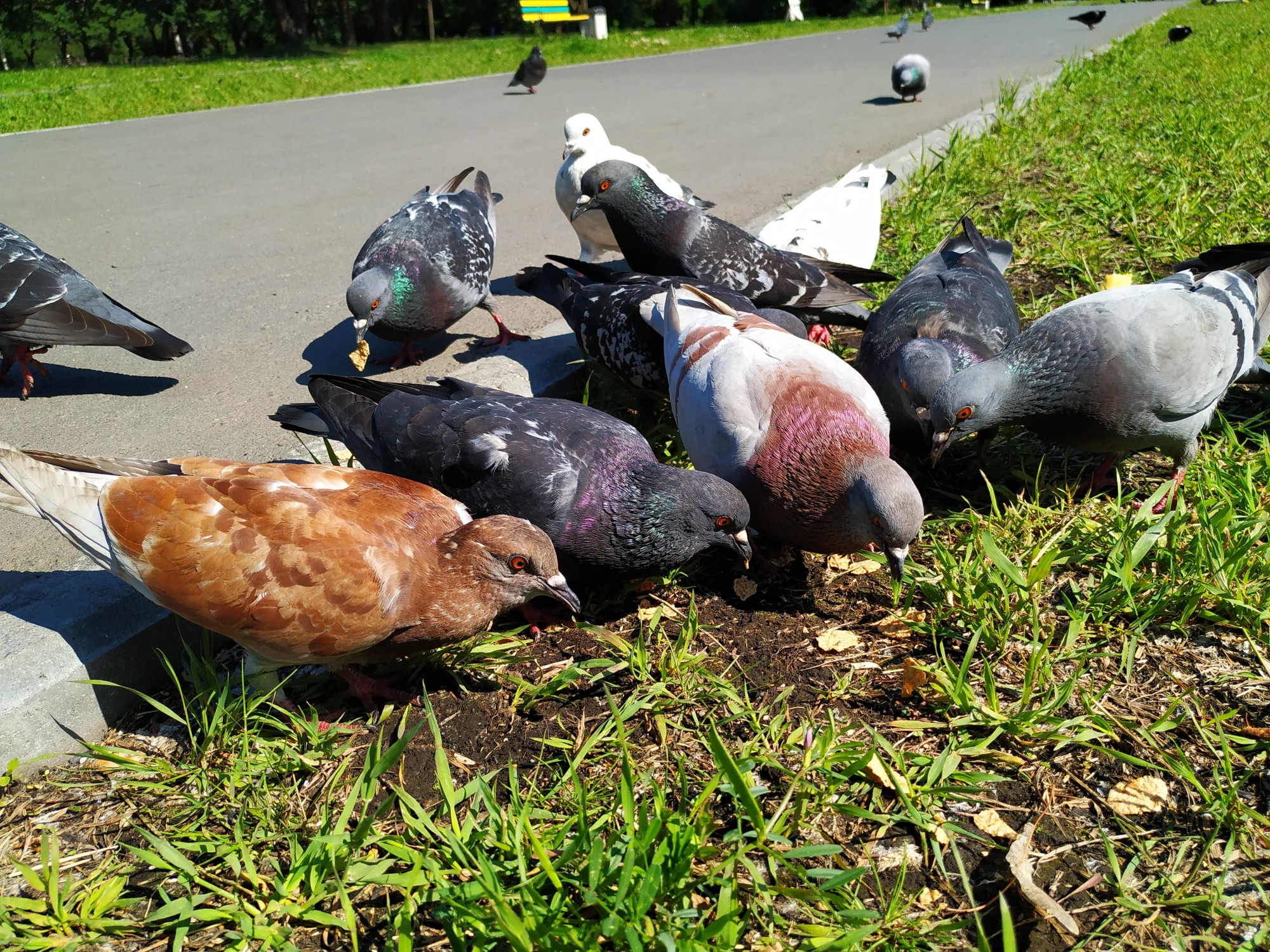 Tauben können eine regelrechte Plage sein. Foto: Tania_Vas via Twenty20