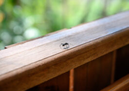 Ameisen auf dem Balkon