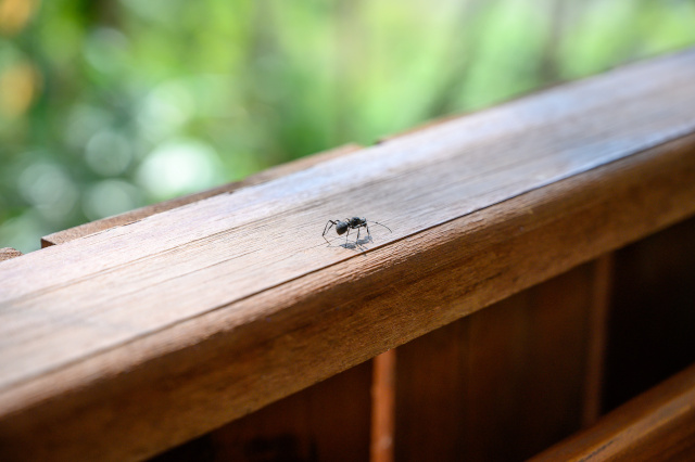 Ameisen auf dem Balkon